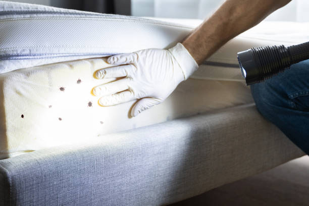 Best Termite Control Services  in Alton, IL